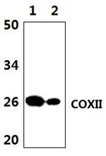 MTCO2 Polyclonal Antibody