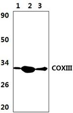 COX3 Polyclonal Antibody