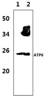 MT-ATP6 Polyclonal Antibody