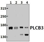 PLCB3 Antibody in Western Blot (WB)