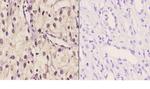 TBX1 Polyclonal Antibody