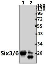 SIX3/SIX6 Polyclonal Antibody