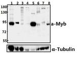 v-Myb Polyclonal Antibody