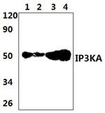ITPKA Antibody in Western Blot (WB)
