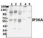 ITPKA Polyclonal Antibody