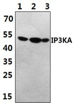 ITPKA Antibody in Western Blot (WB)