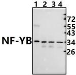 NFYB Antibody in Western Blot (WB)