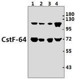 CSTF2 Antibody in Western Blot (WB)