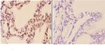FXR2 Antibody in Immunohistochemistry (Paraffin) (IHC (P))