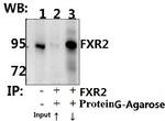 FXR2 Antibody in Immunoprecipitation (IP)
