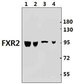 FXR2 Antibody in Western Blot (WB)