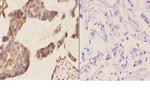 NCBP2 Polyclonal Antibody
