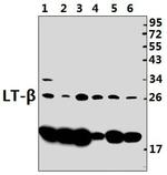 LTB Polyclonal Antibody