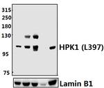 HPK1 Polyclonal Antibody