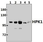 HPK1 Antibody in Western Blot (WB)