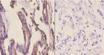 CYP2A13 Polyclonal Antibody