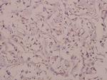 CDH7 Polyclonal Antibody