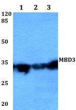 MBD3 Polyclonal Antibody