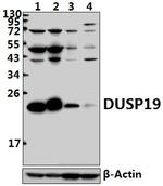 DUSP19 Antibody in Western Blot (WB)