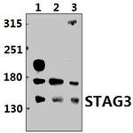 STAG3 Polyclonal Antibody