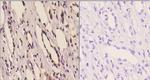 14-3-3 eta Antibody in Immunohistochemistry (Paraffin) (IHC (P))