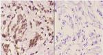 14-3-3 eta Polyclonal Antibody