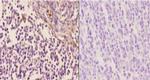 ARR3 Polyclonal Antibody