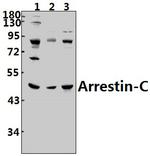 ARR3 Antibody in Western Blot (WB)