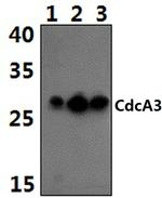 CDCA3 Polyclonal Antibody