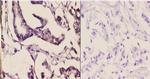 MAPK15 Polyclonal Antibody
