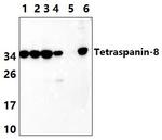 TSPAN8 Antibody in Western Blot (WB)