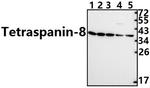 TSPAN8 Antibody in Western Blot (WB)