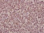 SALF Polyclonal Antibody