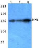 MN1 Polyclonal Antibody