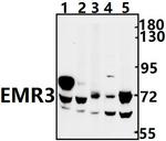 EMR3 Polyclonal Antibody