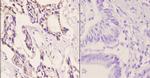 CAF1 p60 Antibody in Immunohistochemistry (Paraffin) (IHC (P))