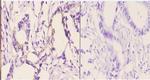 RhoH Polyclonal Antibody