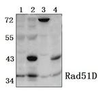 RAD51D Polyclonal Antibody