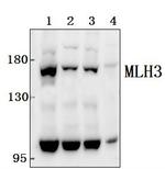 MLH3 Polyclonal Antibody