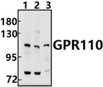 GPR110 Polyclonal Antibody