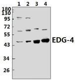 EDG4 Antibody in Western Blot (WB)