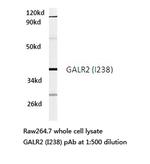 GALR2 Polyclonal Antibody