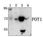 POT1 Polyclonal Antibody