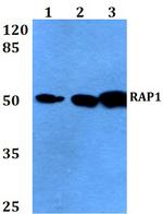 RAP1 Polyclonal Antibody