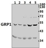 Cytohesin 3 Antibody in Western Blot (WB)
