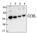 HCCS Antibody in Western Blot (WB)