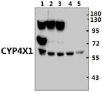 CYP4X1 Polyclonal Antibody