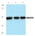 ABHD8 Polyclonal Antibody