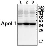 Apolipoprotein L1 Antibody in Western Blot (WB)