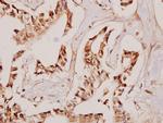 EFEMP2 Polyclonal Antibody